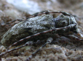 Aegomorphus modestus